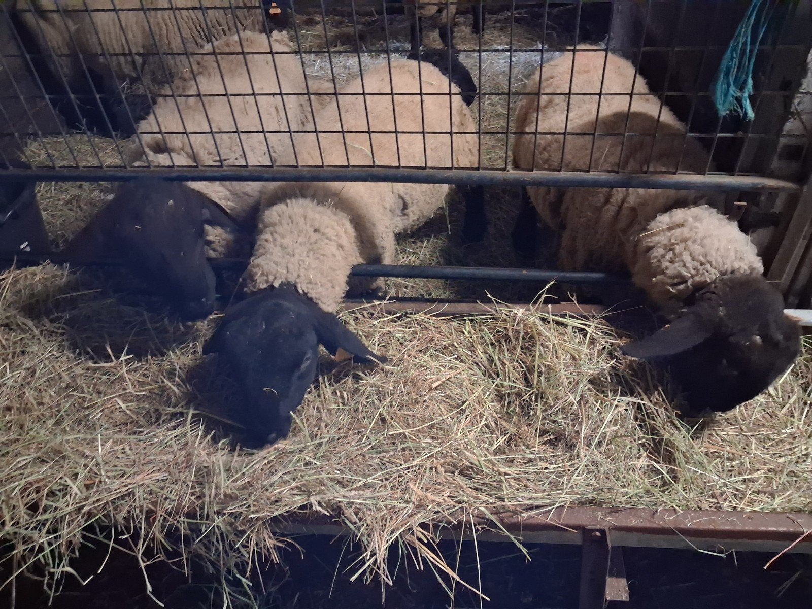 Gezocht jaarling rammen, Dieren en Toebehoren, Schapen, Geiten en Varkens