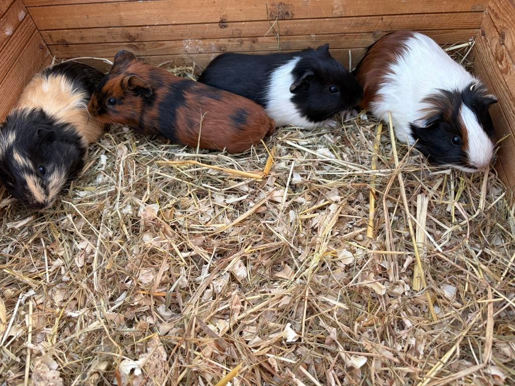 5 Jonge cavia’s, Maart, Mannelijk, Cavia