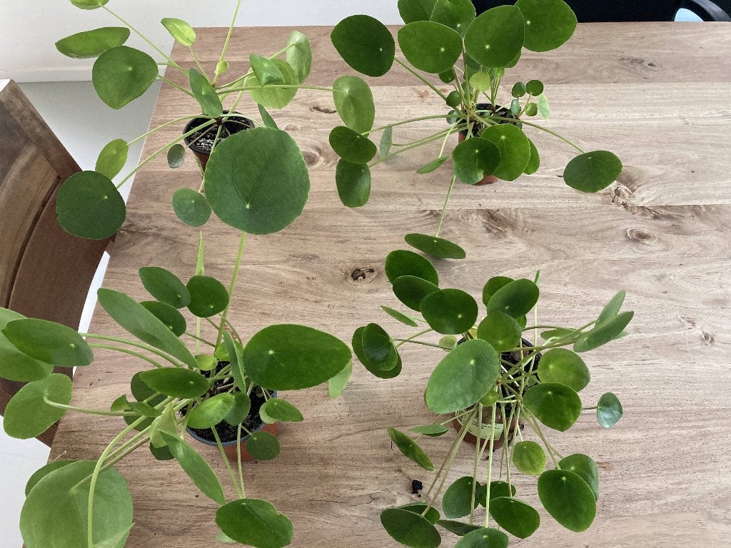 Pannenkoekenplant voor 4 euro per stuk, Huis en Inrichting, Ophalen of Verzenden