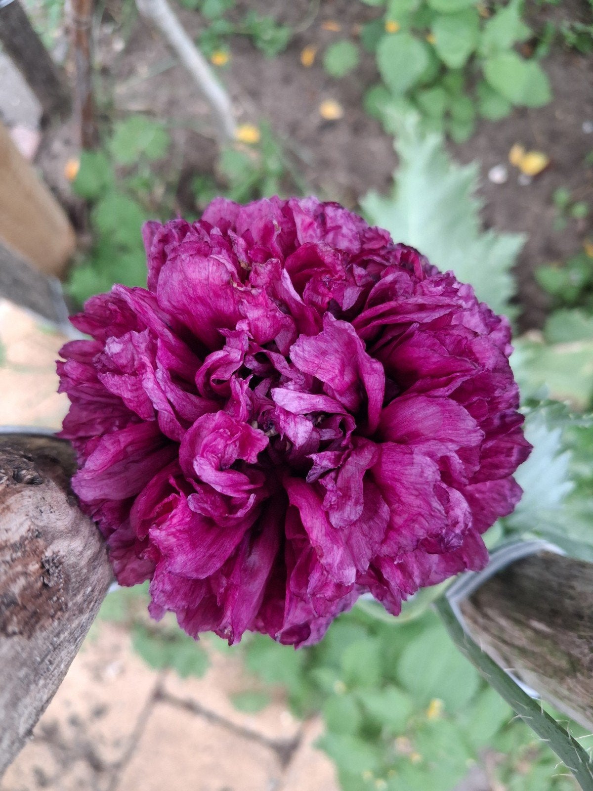 Biologisch Gekweekte Bloemen Zaden, Ophalen of Verzenden