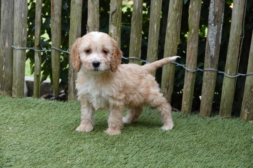 Magnifiques chiots Cockapoo, Animaux & Accessoires, Autres races, Plusieurs, Hépatite contagieuse (maladie de Rubarth), Belgique