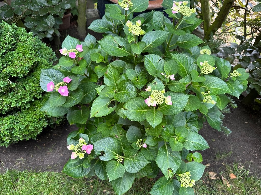 grote hortensia's in pot van diameter 40 cm, Ophalen