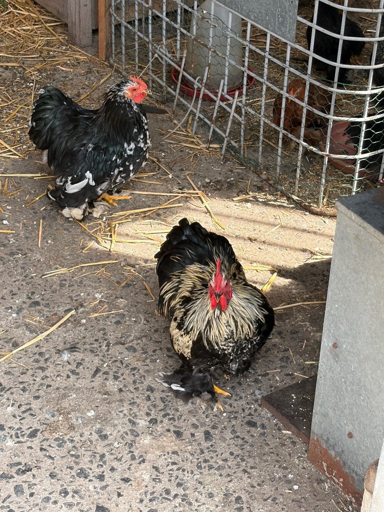 Cochin kriel hanen, Mâle, Poule ou poulet