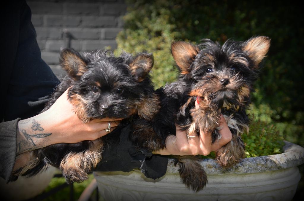 Yorkshire Terrier pups, Dieren en Toebehoren, België, Reu, 8 tot 15 weken, Meerdere