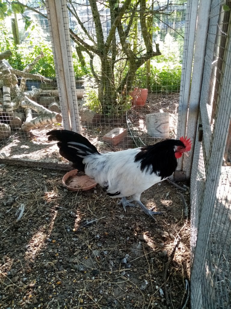 Broedeieren lakenvelder te koop, Dieren en Toebehoren, Pluimvee