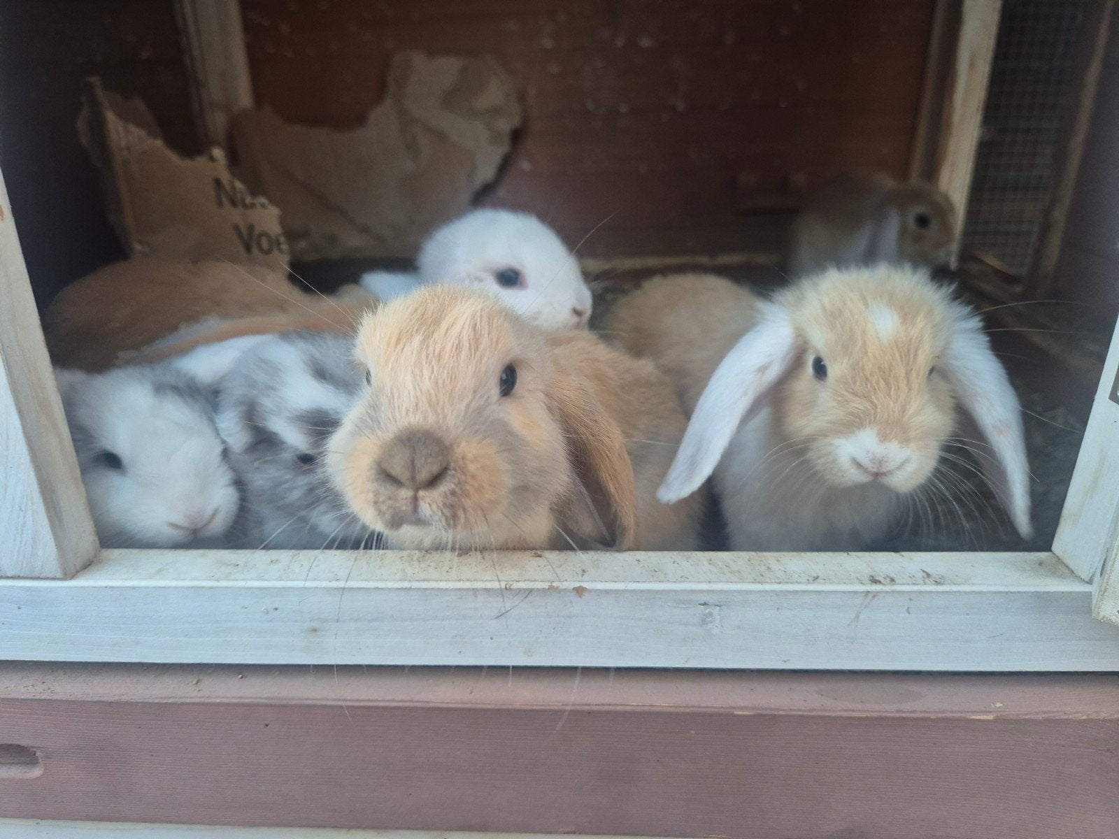 Jonge hangoortjes, Dieren en Toebehoren, Konijnen, Meerdere dieren, Dwerg, Hangoor, 0 tot 2 jaar