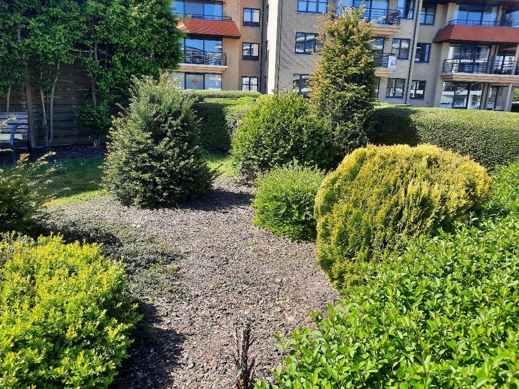 struiken -gratis, Tuin en Terras, Ophalen