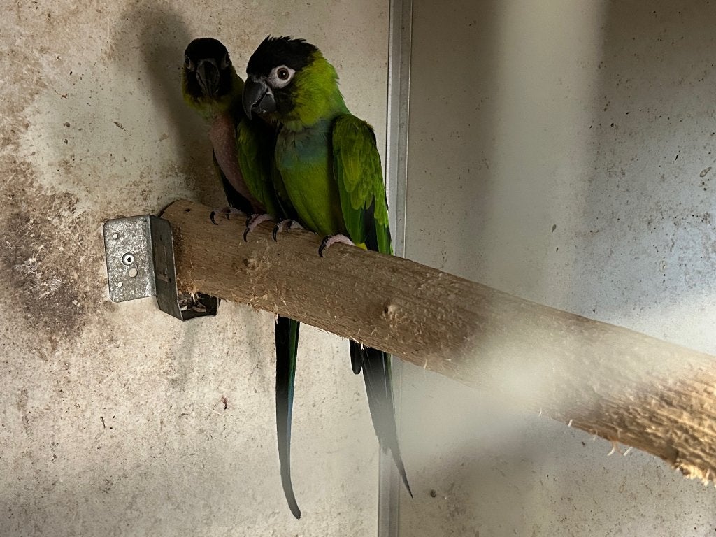 Couple reproducteur conure de Nandaya 2019-2017, Animaux & Accessoires, Plusieurs animaux, Perruche, Bagué