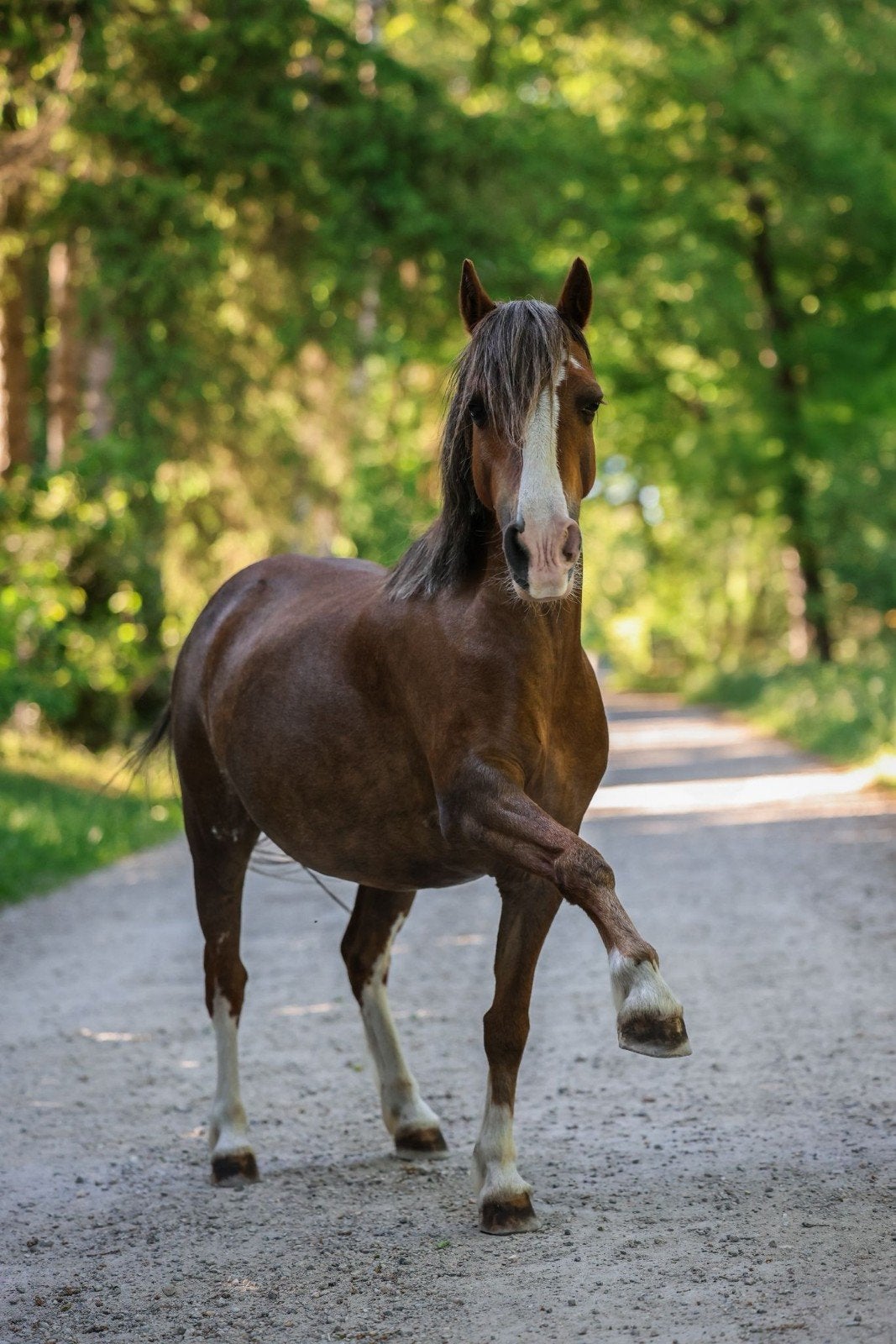 liefe welsh en schetlander bijde meries, Dieren en Toebehoren, Merrie