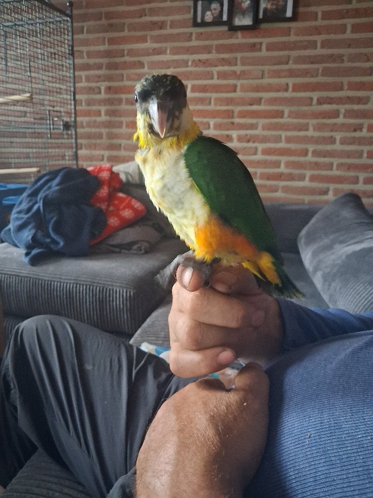 Super handtamme zwartkop caique's, Plusieurs animaux, Perruche, Domestique