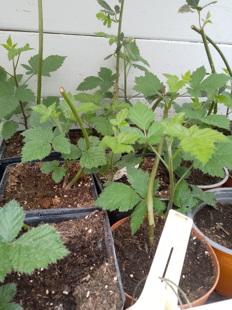 doornloze braambes, Tuin en Terras, Ophalen