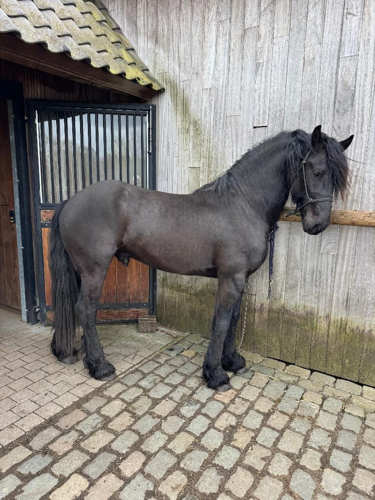 Friese Hengst ter dekking, Dieren en Toebehoren, Hengst