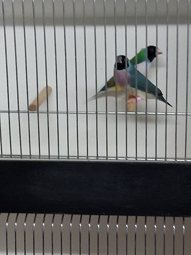 gould  gouldamandine, Plusieurs animaux, Bagué