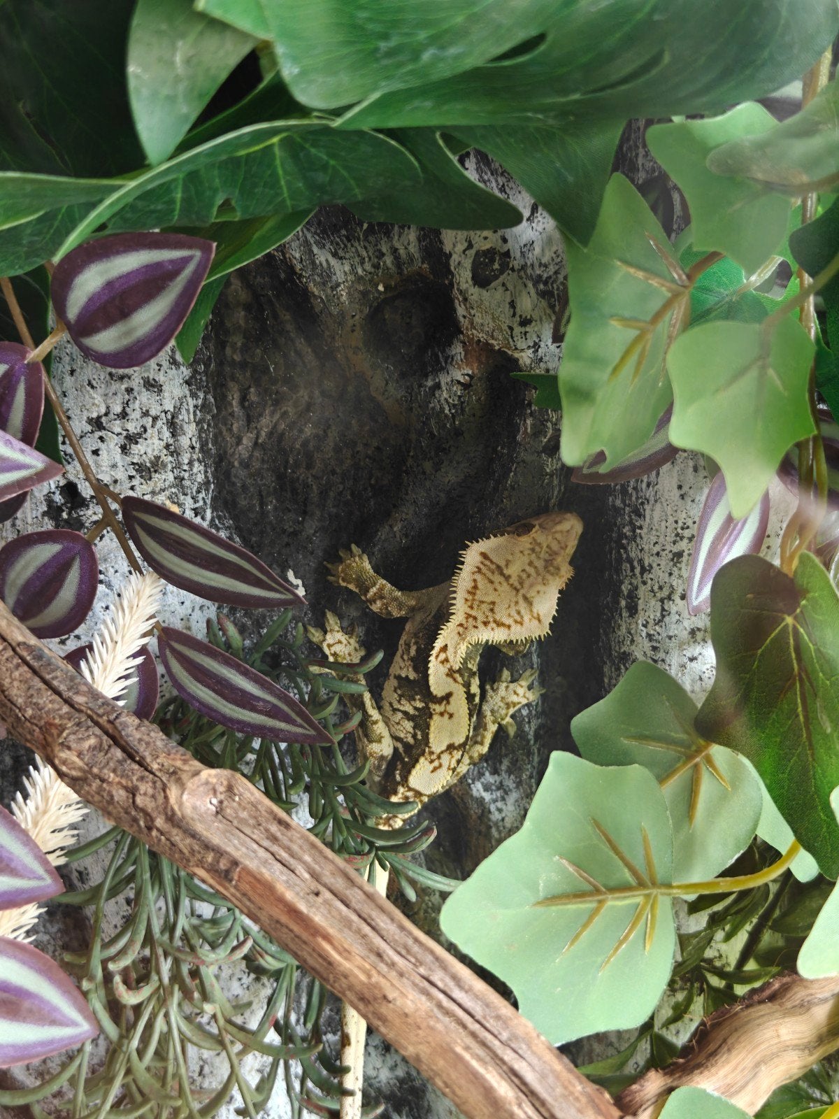 Wimpergecko man, Animaux & Accessoires, Reptiles & Amphibiens, Autres espèces, 3 à 6 ans, Avec terrarium