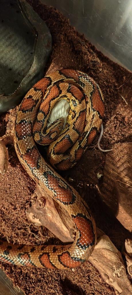 Serpent des blé