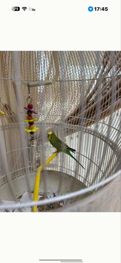Gebruikte ovale vogelkooi met bodem.
