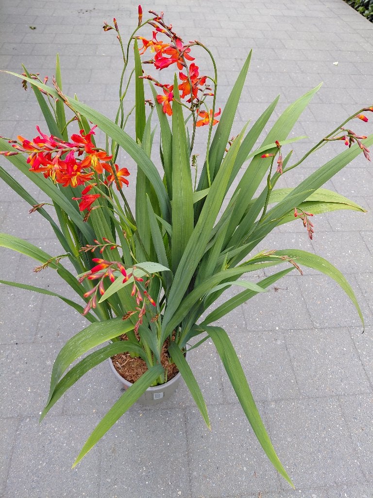 Crocosmia oranje, Ophalen, Volle zon
