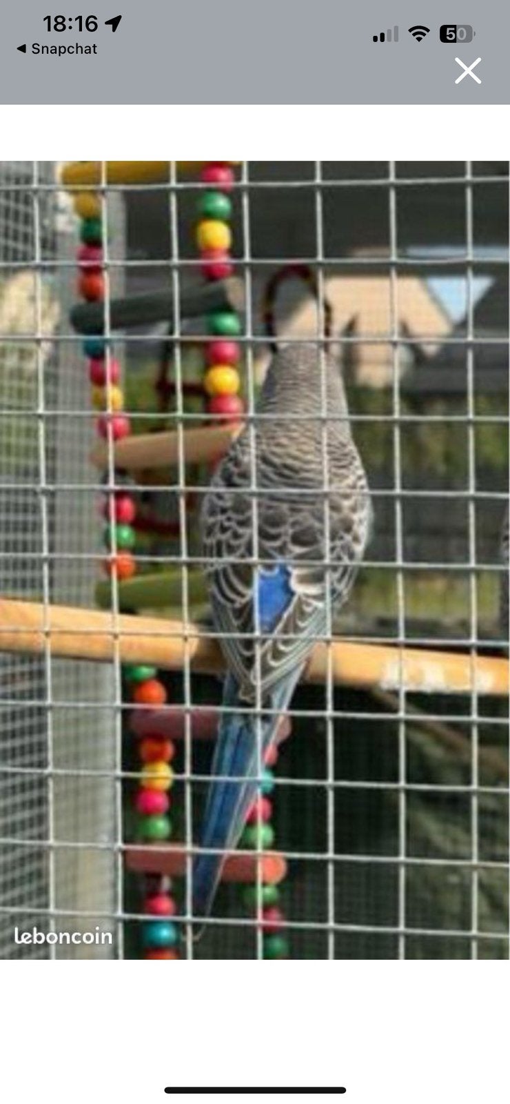 Perruches, Dieren en Toebehoren
