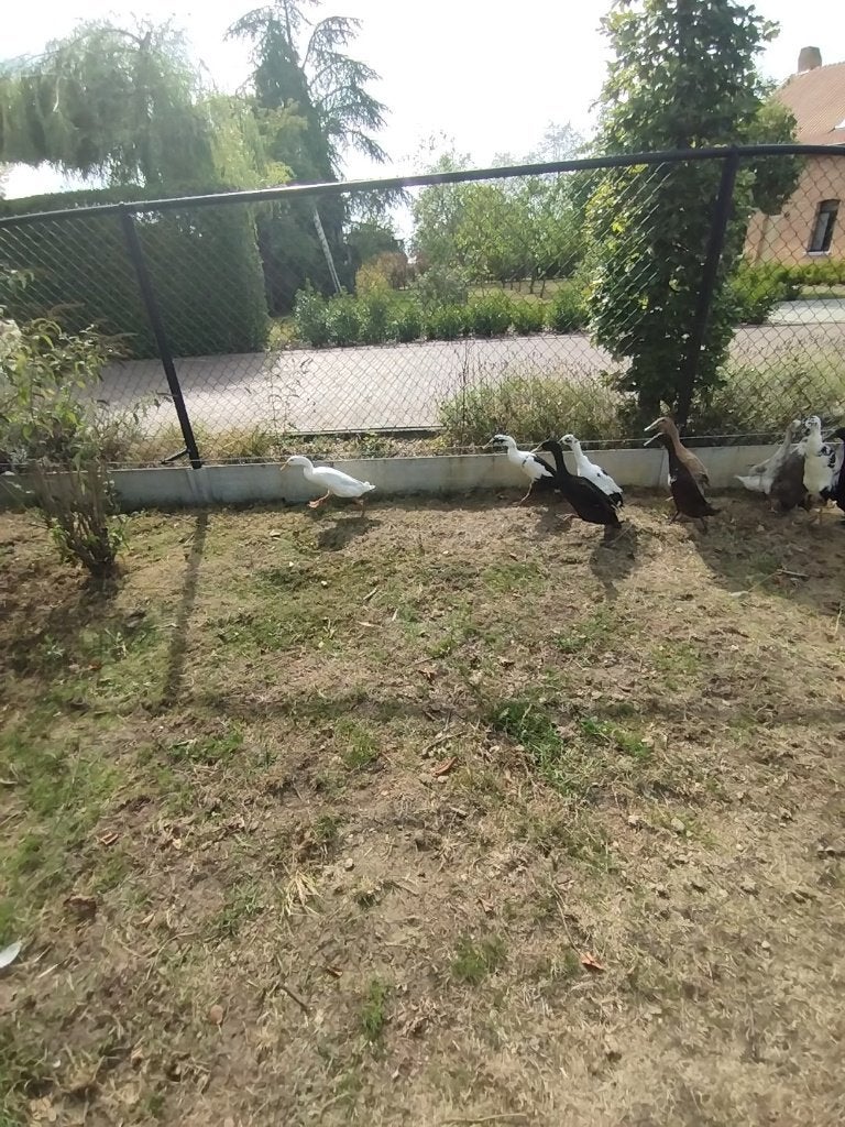Indische loopeenden, Dieren en Toebehoren, Pluimvee, Mannelijk, Eend