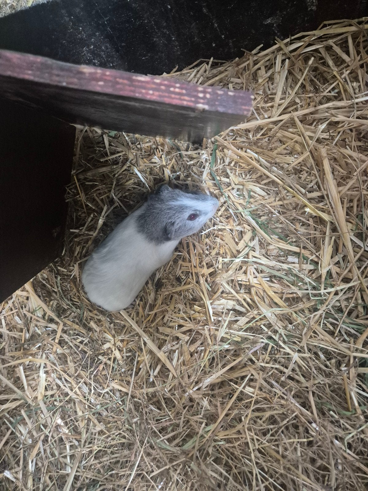 Cavia beertje, Avril, Mâle, Cobaye
