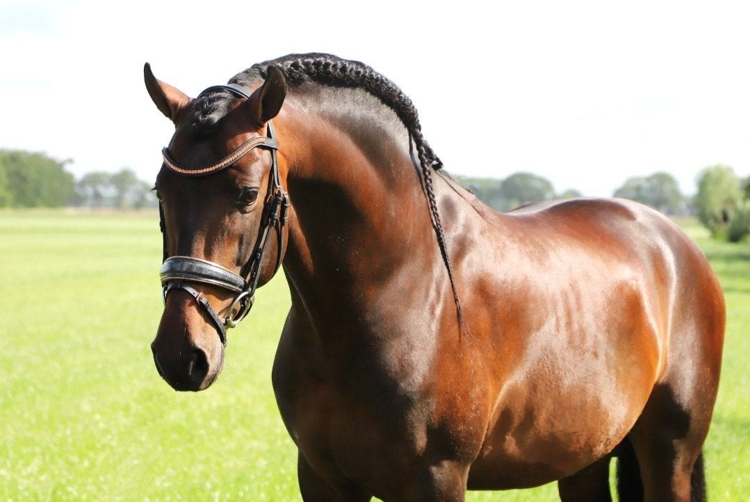 Super mooie pre andalusier cruzado, Dieren en Toebehoren, Paarden, Onbeleerd