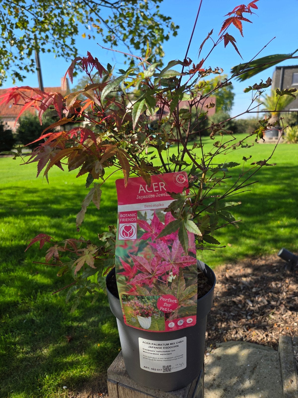 Acer Palmatum 'Beni-Maiko', Tuin en Terras, Ophalen, Halfschaduw