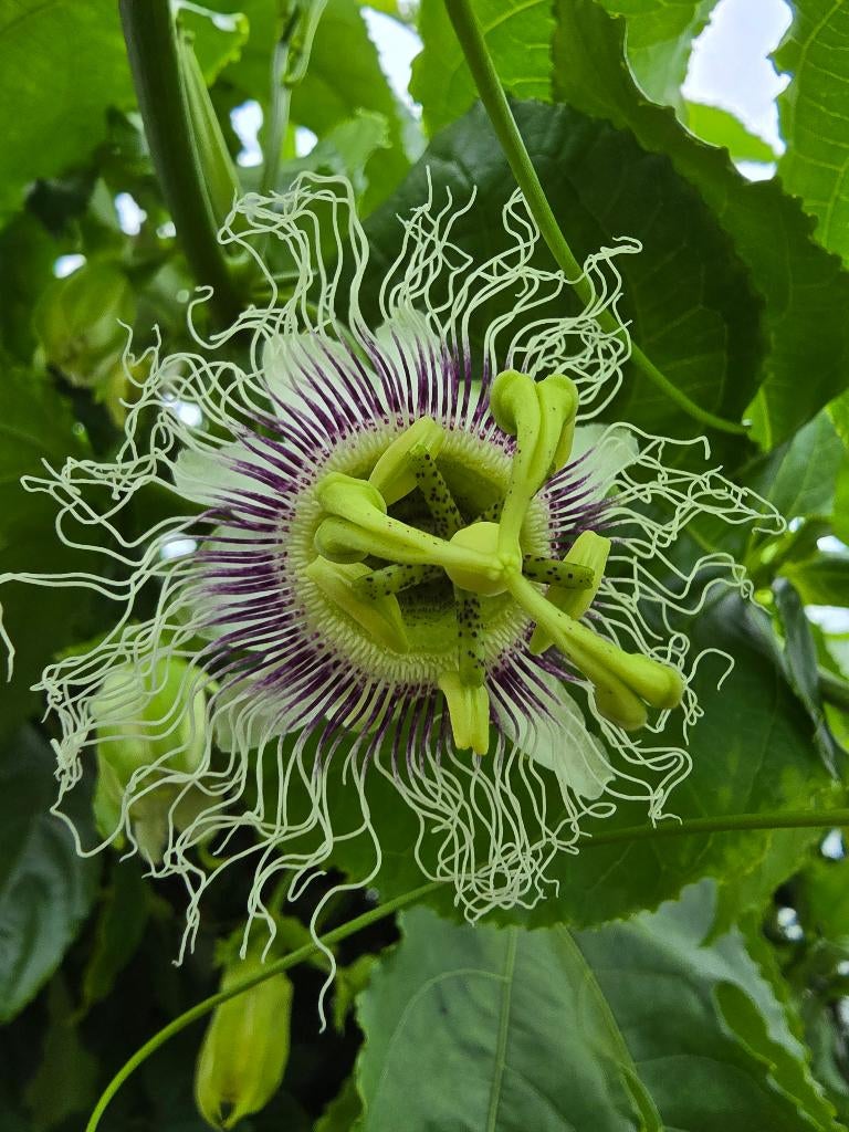 Passieflora edulis - mooie bloemen lekkere vruchten, Ophalen of Verzenden