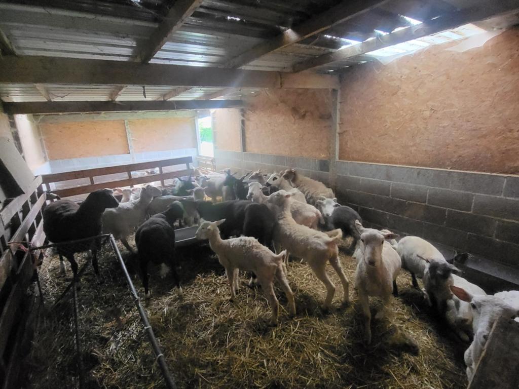Mouton mâle, Mâle, Mouton, 0 à 2 ans