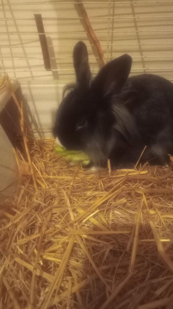Lapin mâle