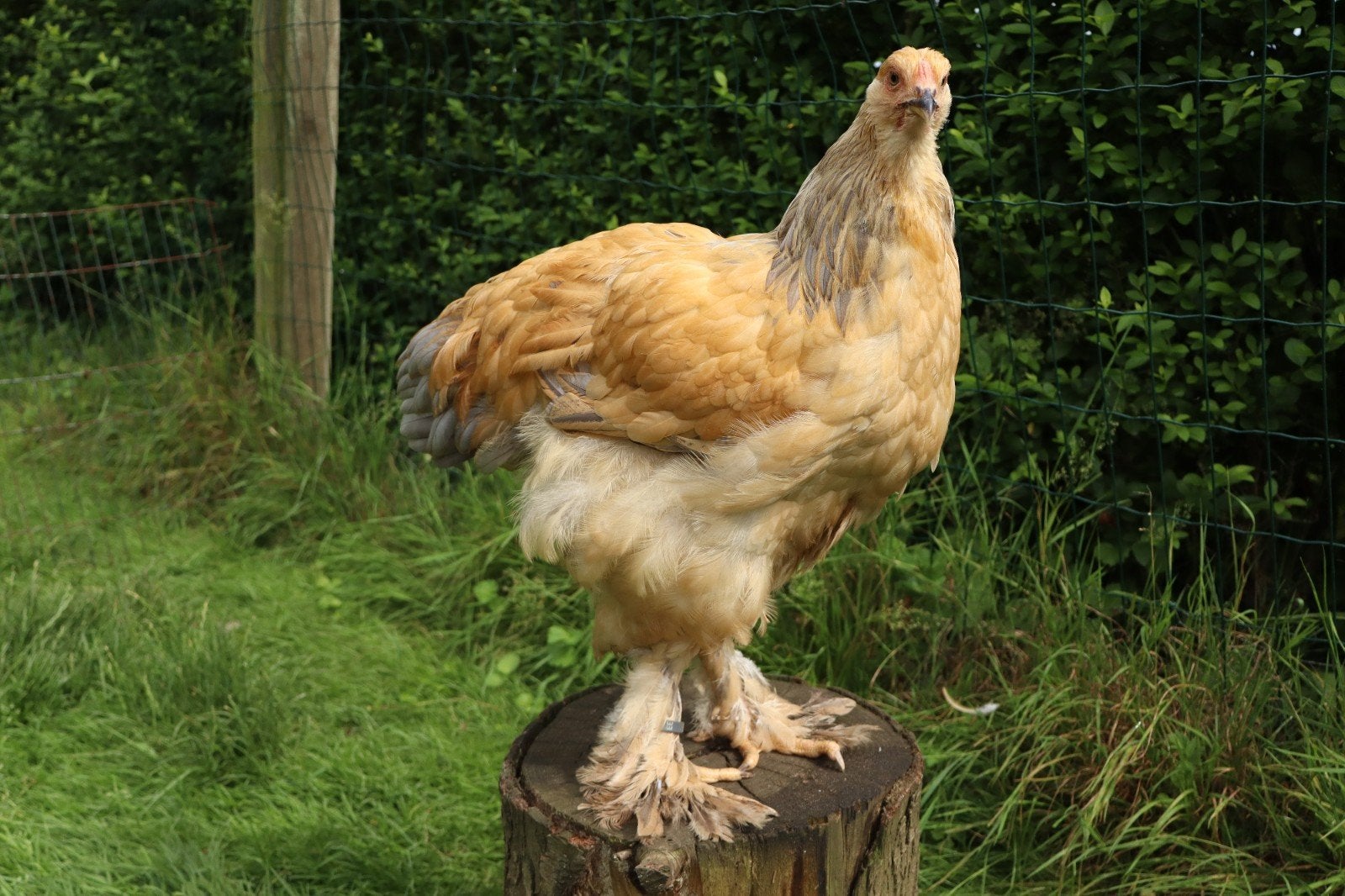 Brahma hennen, Femelle, Poule ou poulet