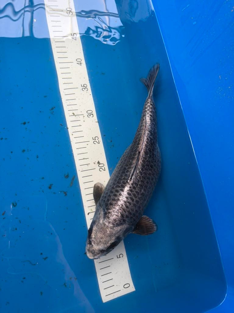 Japanse Koi Gin Kabuto