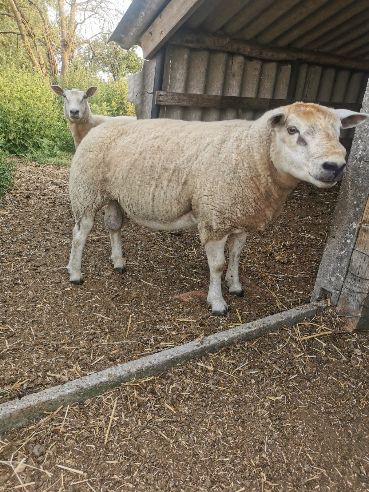 Texelse ram, + 2 texel X swiferlammetjes, Dieren en Toebehoren, Mannelijk, Schaap