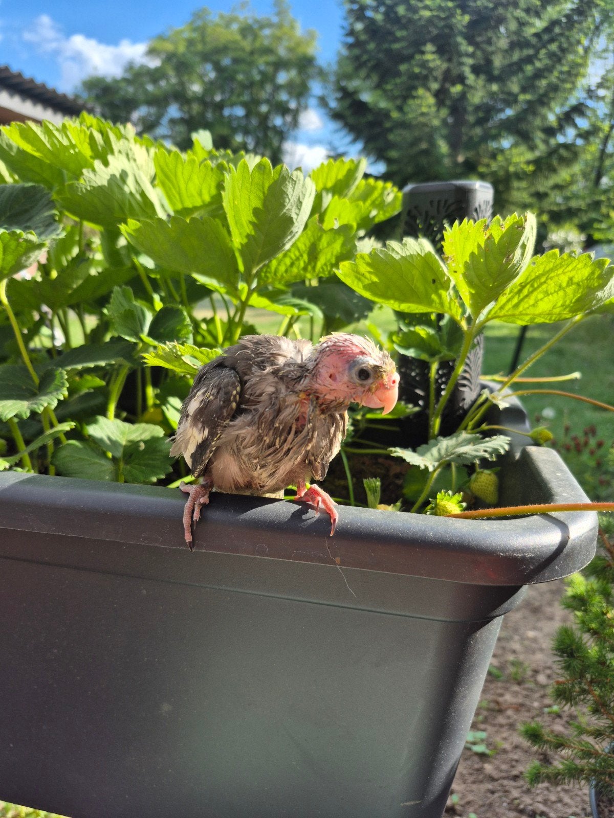 Super tamme valkparkiet baby 7 weken oud, Dieren en Toebehoren, Vogels | Parkieten en Papegaaien, Tam
