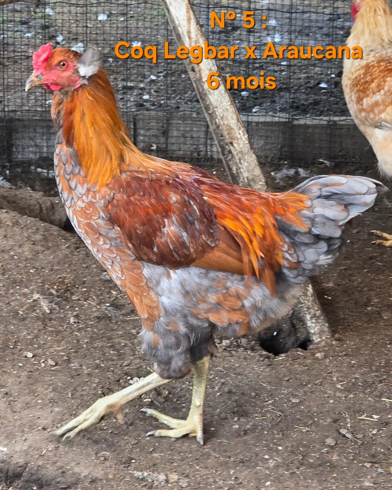 Jonge haan Legbar x Araucana (6 maand oud), Mannelijk, Kip