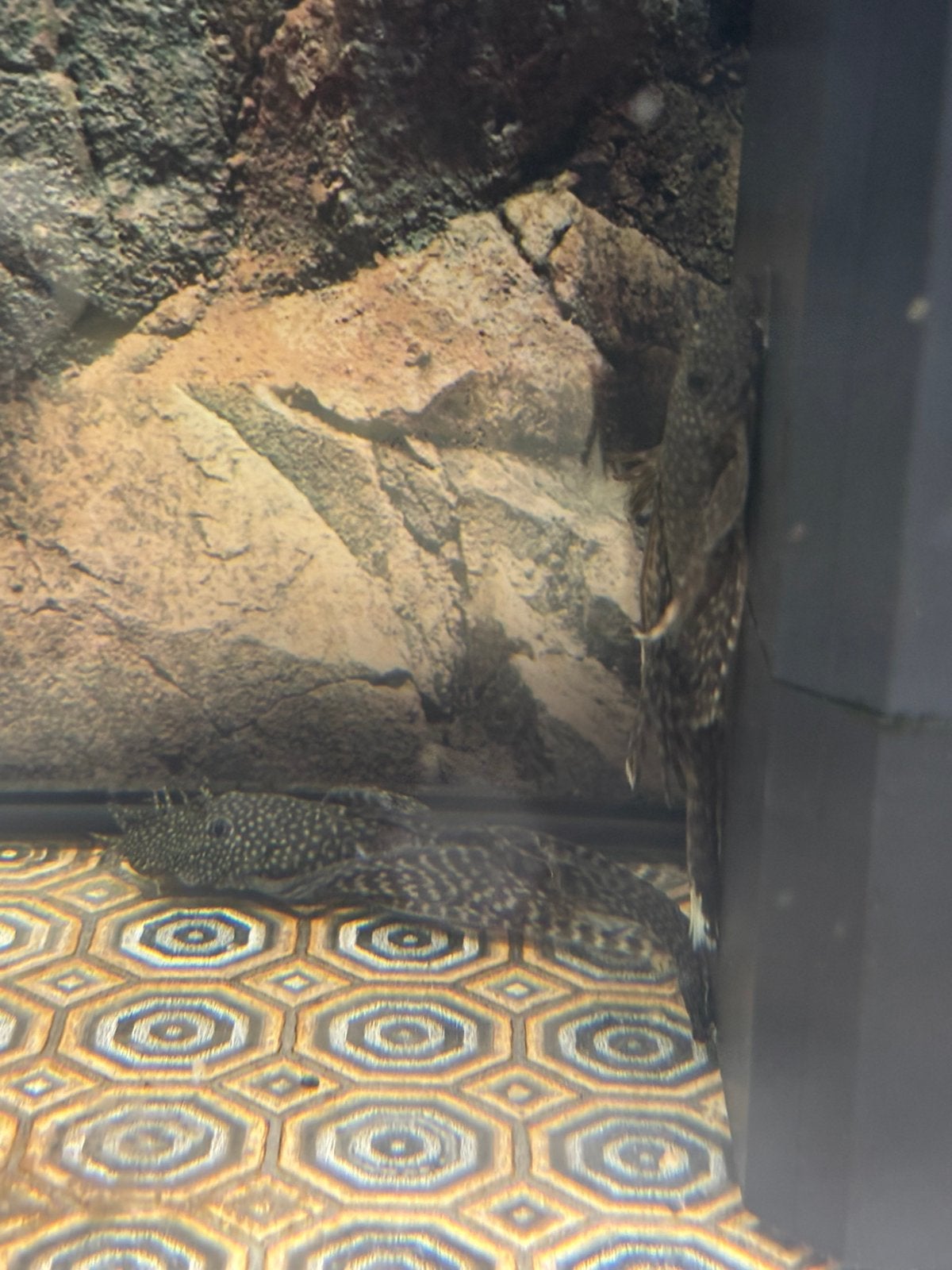 Ancistrus longfin koppel met legholen, Dieren en Toebehoren, Vissen | Aquariumvissen, Vis, Zoetwatervis, Schoolvis