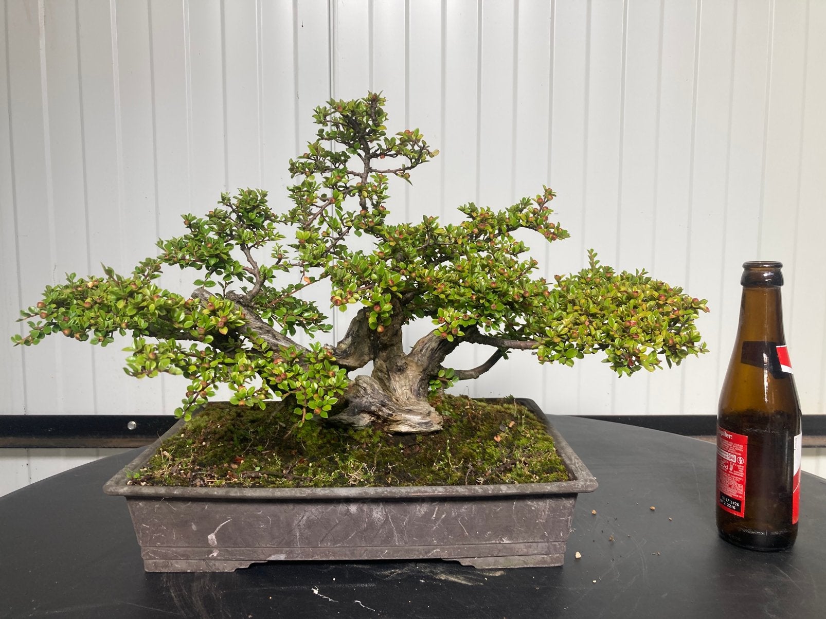 Bonsai cotoneaster, Tuin en Terras, Planten | Bomen, Ophalen