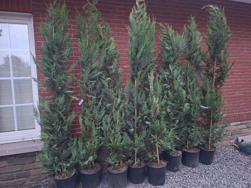 8 Coniferen 180-200cm, Ophalen, Conifeer, Haag, 100 tot 250 cm