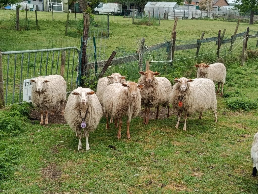 houtlander ooitjes drachtig, Dieren en Toebehoren, Schapen, Geiten en Varkens
