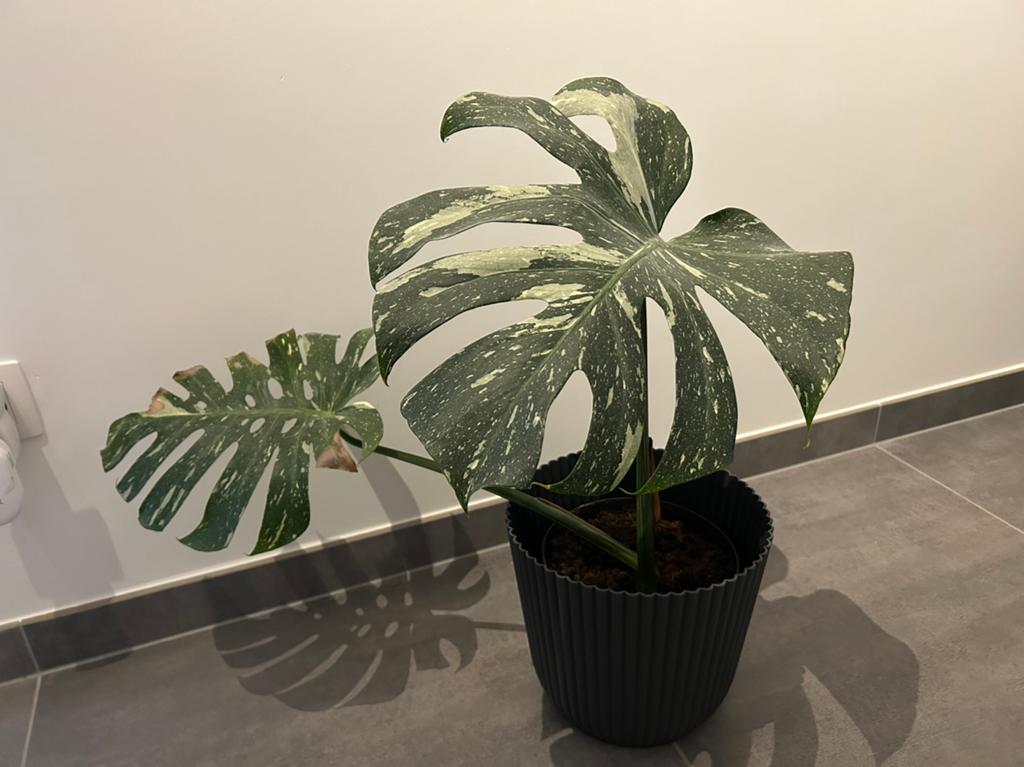 Monstera thai constellation, Huis en Inrichting, Kamerplanten, Ophalen of Verzenden