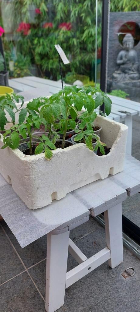 Tomatenplanten Pyros, Ophalen