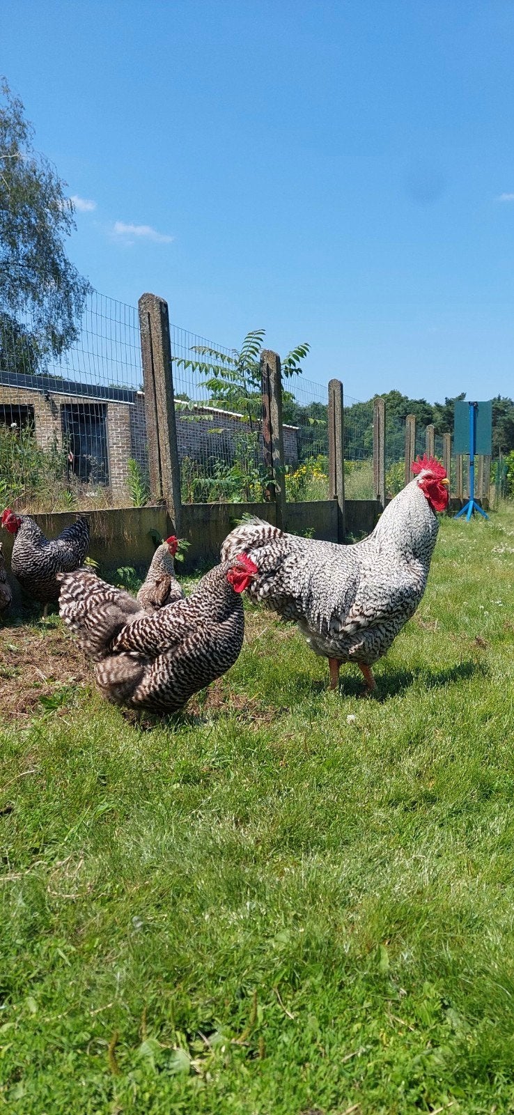 jonge Amrock hennen, Femelle, Poule ou poulet