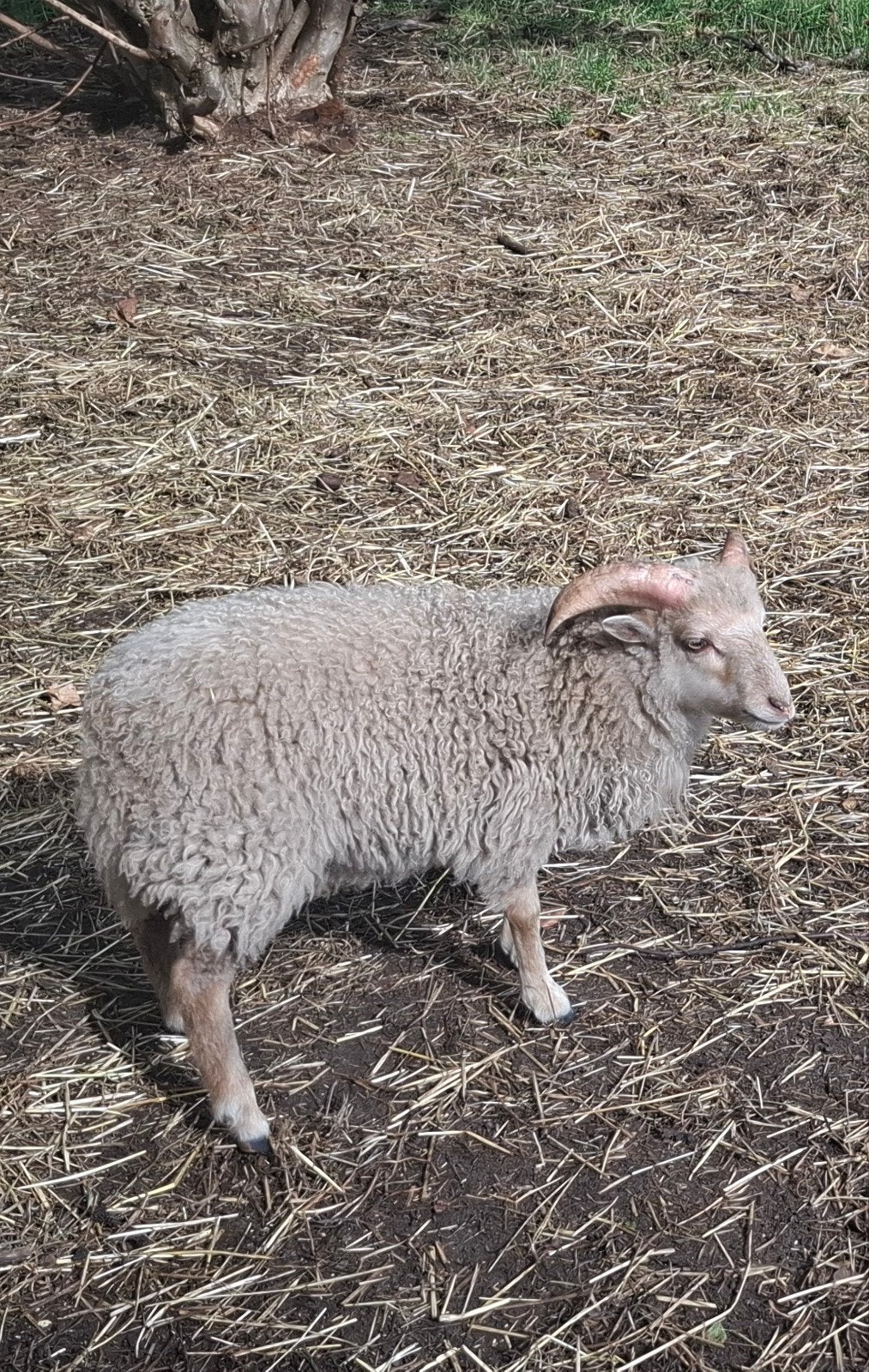 ouessant ramlam, Dieren en Toebehoren, Mannelijk, Schaap, 0 tot 2 jaar