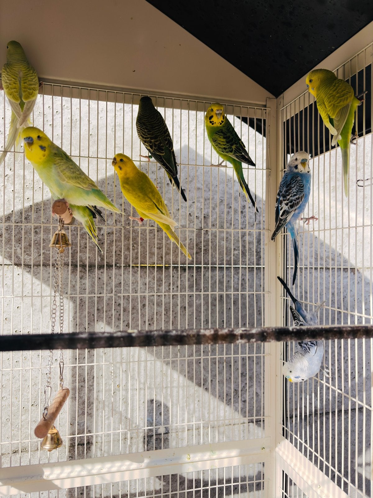 Mooie grasparkiet, Dieren en Toebehoren
