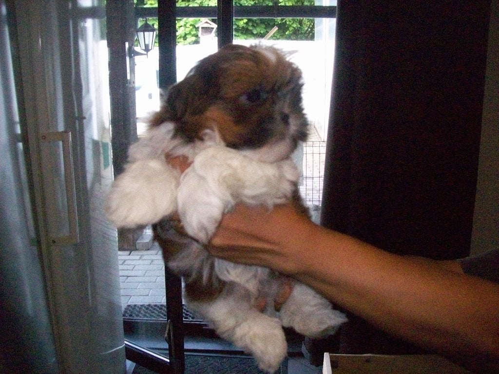 shih tzu pup, Particulier, Chien (mâle), Hépatite contagieuse (maladie de Rubarth), Autres races