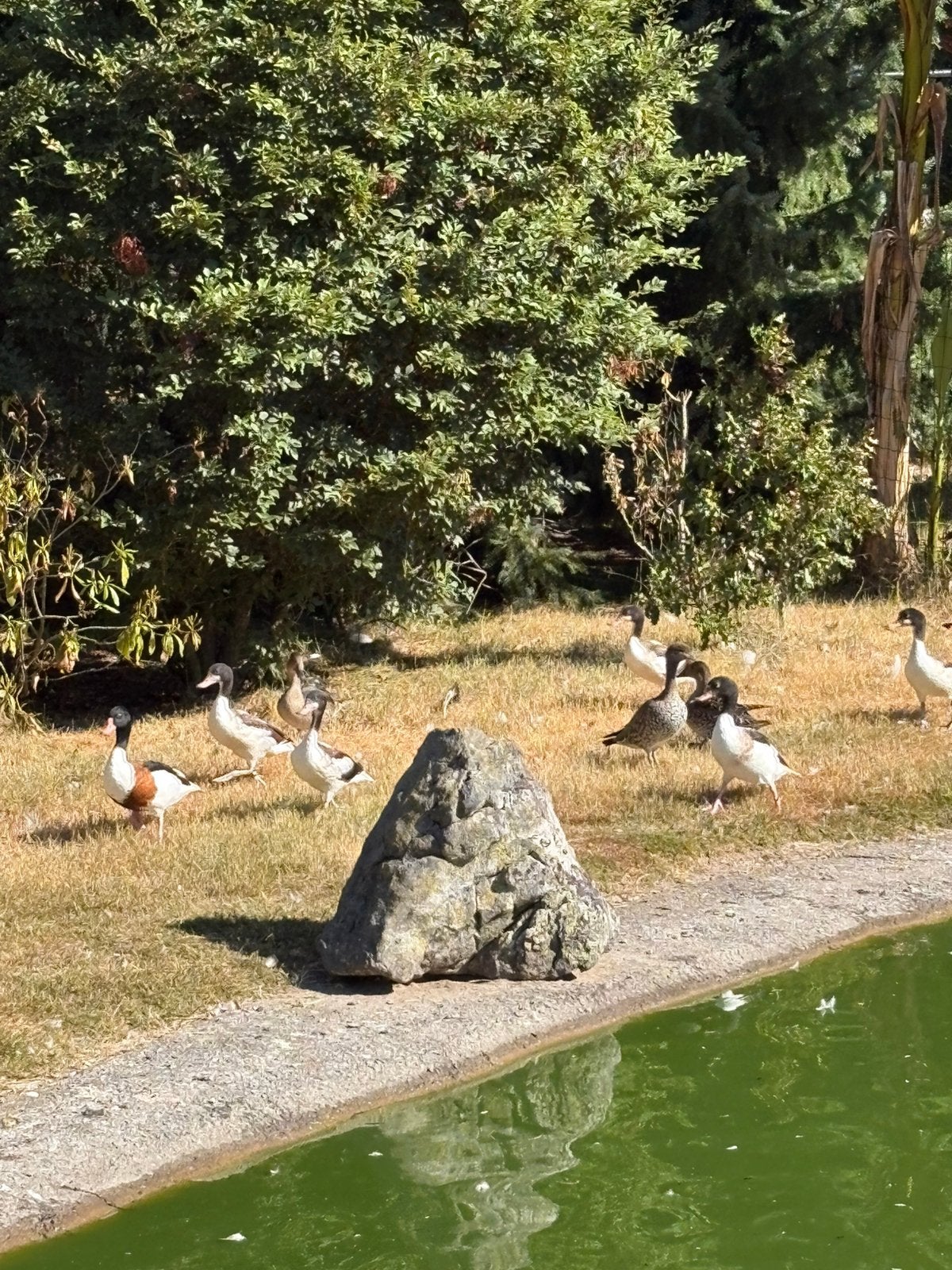 Bergeenden, Dieren en Toebehoren, Meerdere dieren, Eend