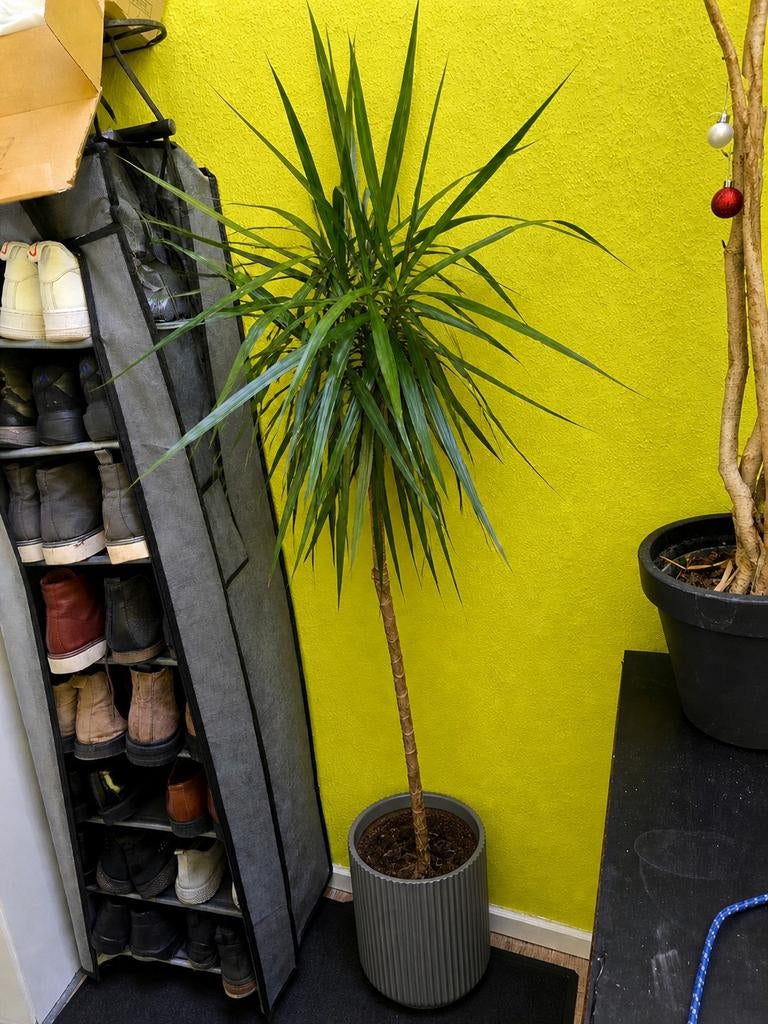 Grote Dracaena marginata (174 cm), Jardin & Terrasse, Plantes | Jardin, Enlèvement