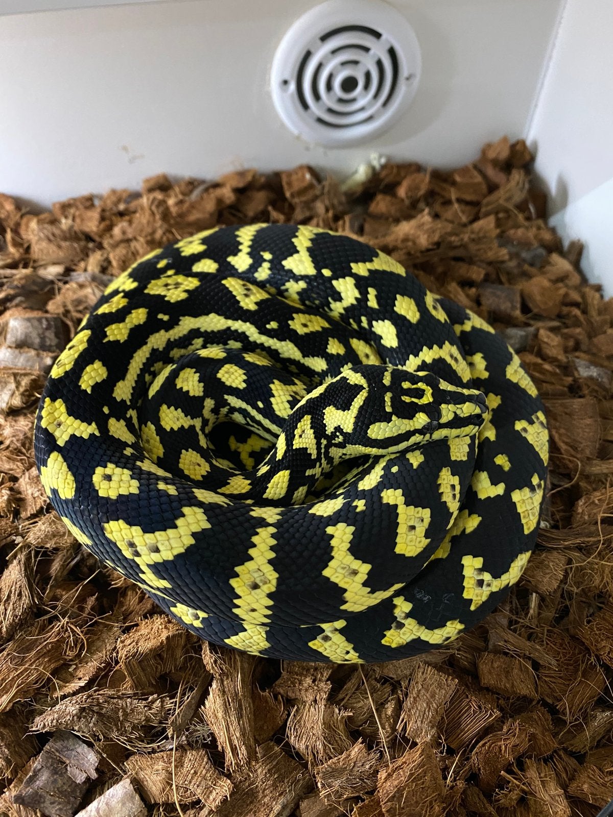 Morelia spilota cheynei German Blood NC 2022