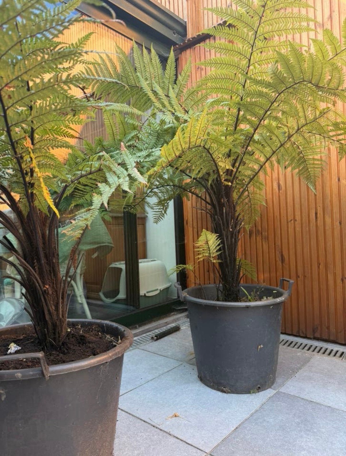 Dicksonia Squarrosa, Ophalen