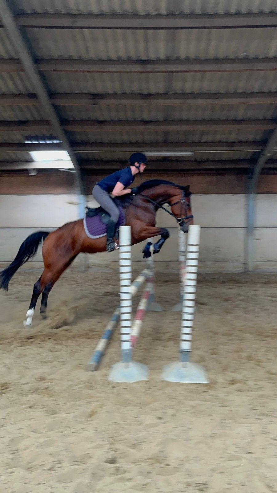 8 jarige merrie te koop., Merrie