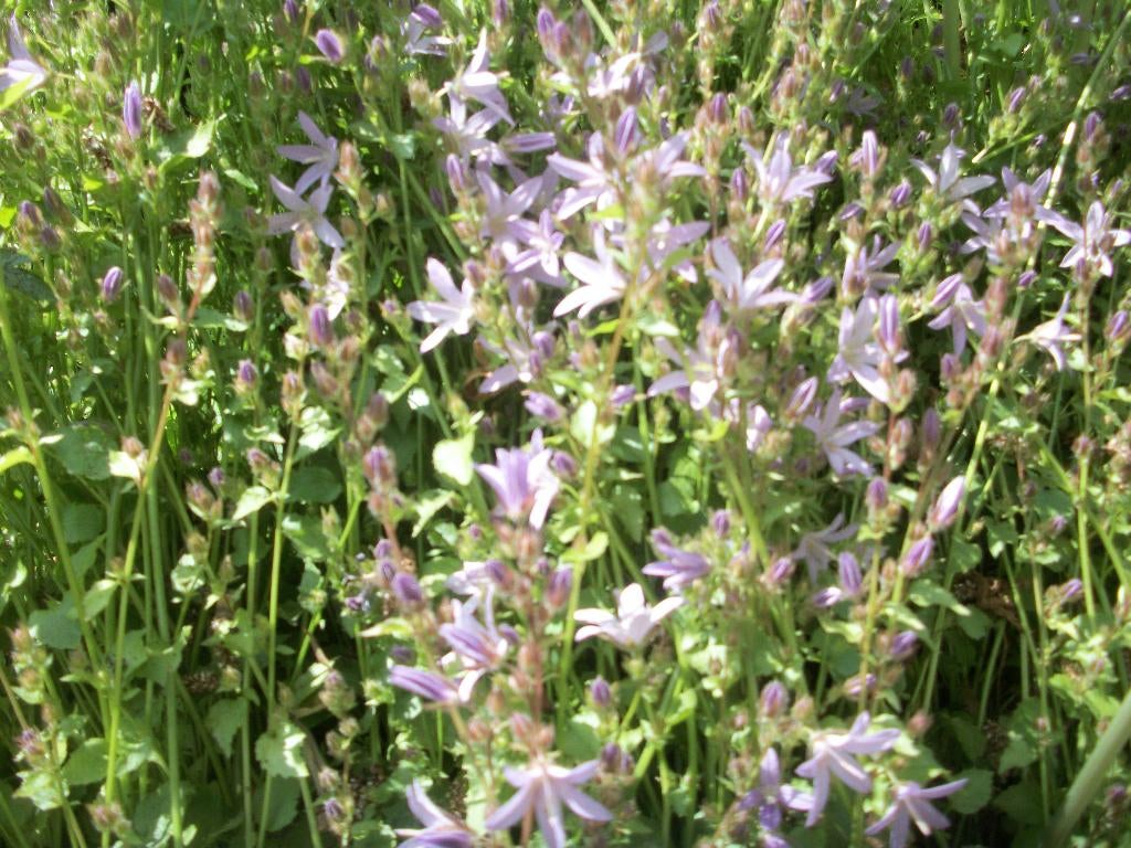 Campanula porsch. en andere, Ophalen, Bodembedekkers, Vaste plant, Halfschaduw